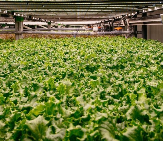 Farming Startup Bowery Farming Raises $300 Million in Latest Fundraising Effort